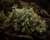 OAKMOSS
