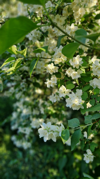 JASMINE