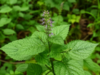 PATCHOULI 