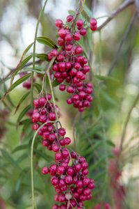 PINK PEPPER