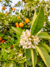 ORANGE BLOSSOM 