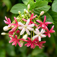 RANGOON CREEPER