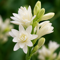 TUBEROSE
